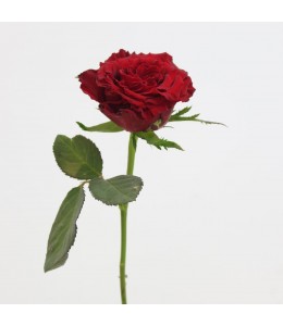 ورد الطبيعي ورد الطبيعي